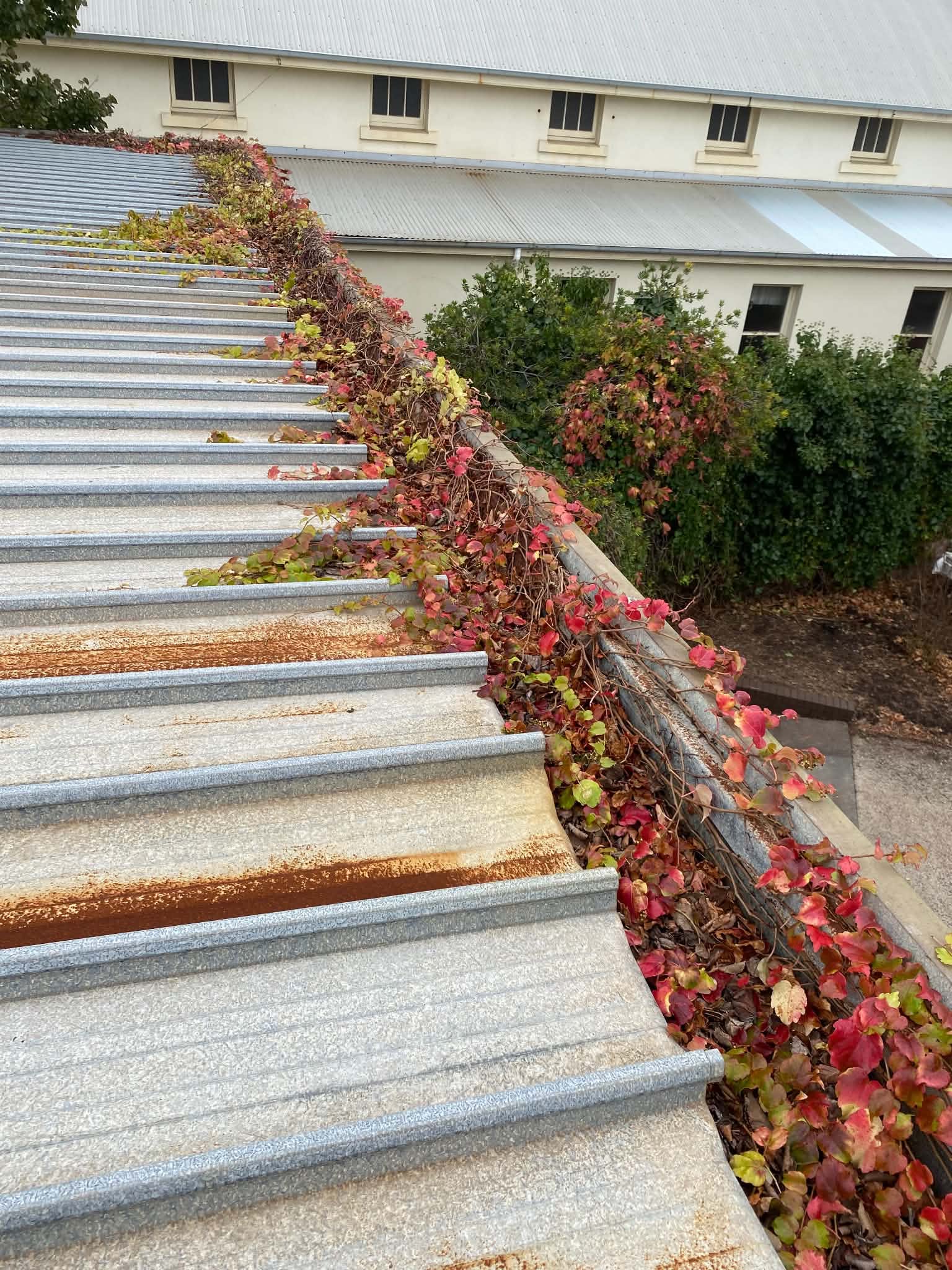 Blocked house gutter full of leaves before gutter cleaning in Warrnambool